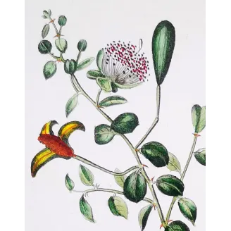 Antique Botanical Print – Pierre Jean François Turpin – Egyptian Caper