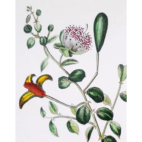 Antique Botanical Print – Pierre Jean François Turpin – Egyptian Caper