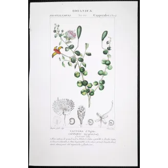 Antique Botanical Print – Pierre Jean François Turpin – Egyptian Caper
