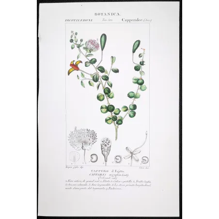 Antique Botanical Print – Pierre Jean François Turpin – Egyptian Caper