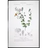 Egyptian Caper (*Capparis aegyptia*)  Original hand-colored engraving by Turpin,  Antique  Botanical Print (c.1835)