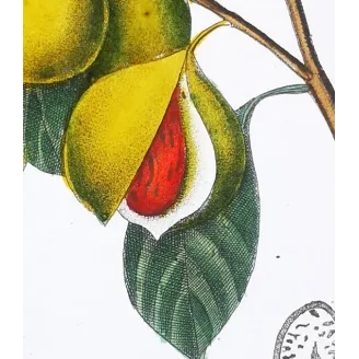 Antique Botanical Print – Pierre Jean François Turpin – Nutmeg