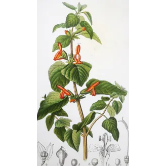 Antique Botanical Print – Pierre Jean François Turpin – Sage