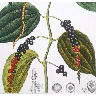 Antique Print by Pierre Jean François Turpin – Black Pepper (Piper nigrum)