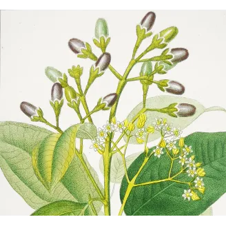 Antique Botanical Print – Pierre Jean François Turpin – Bay Laurel