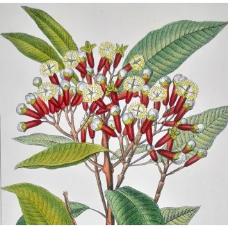 Antique Botanical Print – Pierre Jean François Turpin – Clove Tree
