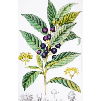 Antique Botanical Print – Pierre Jean François Turpin – Bay Laurel