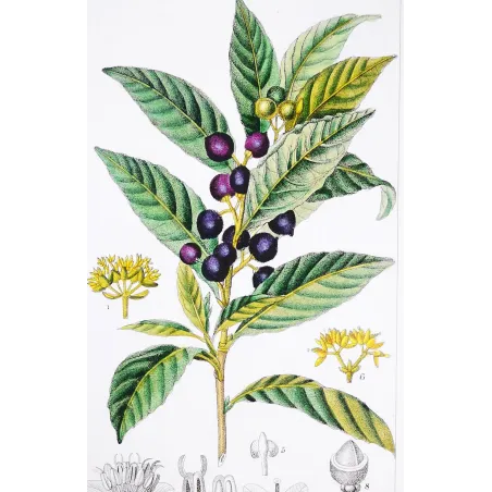 Antique Botanical Print – Pierre Jean François Turpin – Bay Laurel