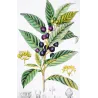 Bay Laurel (*Laurus nobilis*) Original hand-colored engraving by Turpin, Antique  Botanical Print(c.1835)