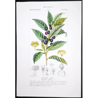 Antique Botanical Print – Pierre Jean François Turpin – Bay Laurel