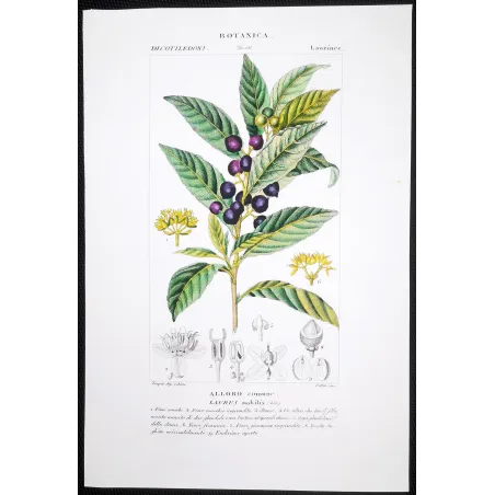 Antique Botanical Print – Pierre Jean François Turpin – Bay Laurel