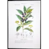 Bay Laurel (*Laurus nobilis*) Original hand-colored engraving by Turpin, Antique  Botanical Print(c.1835)