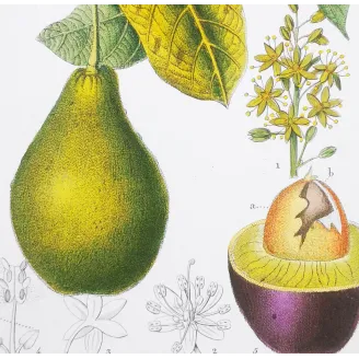 Antique Print by Pierre Jean François Turpin – Avocado (Persea gratissima)