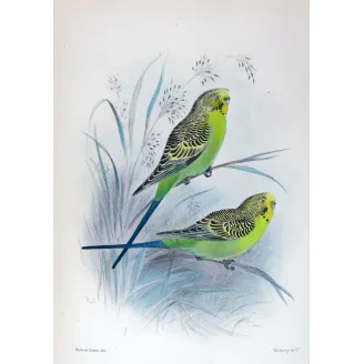 Budgerigar by Roland Green – Birds of Australia Print
