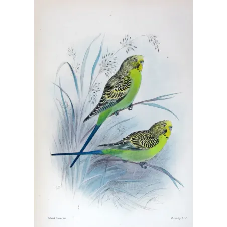 Budgerigar by Roland Green – Birds of Australia Print