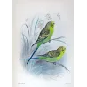 Budgerigar (*Melopsittacus undulatus*) – Original lithograph by Roland Green, Mathews (1910–27)