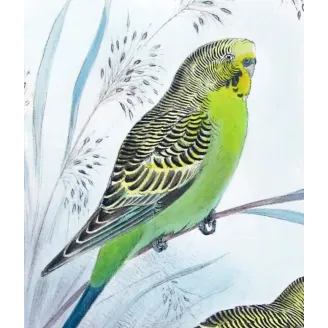 Budgerigar by Roland Green – Birds of Australia Print