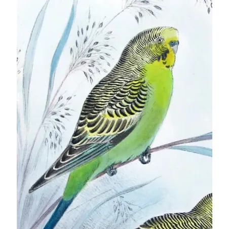 Budgerigar by Roland Green – Birds of Australia Print