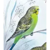 Budgerigar (*Melopsittacus undulatus*) – Original lithograph by Roland Green, Mathews (1910–27)