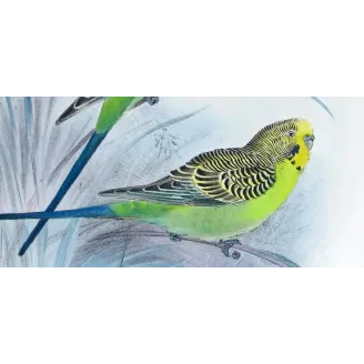 Budgerigar by Roland Green – Birds of Australia Print