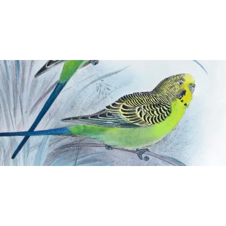 Budgerigar by Roland Green – Birds of Australia Print