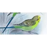 Budgerigar (*Melopsittacus undulatus*) – Original lithograph by Roland Green, Mathews (1910–27)