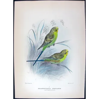 Budgerigar by Roland Green – Birds of Australia Print