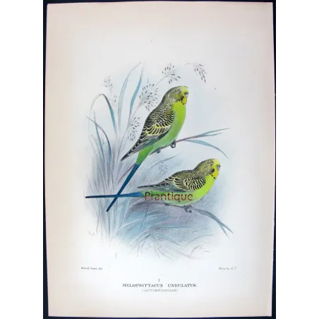 Budgerigar by Roland Green – Birds of Australia Print