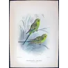 Budgerigar (*Melopsittacus undulatus*) – Original lithograph by Roland Green, Mathews (1910–27)