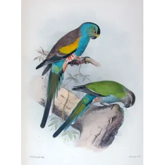 Golden-shouldered Parrot by Henrik Grønvold – Birds of Australia Print