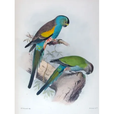Golden-shouldered Parrot by Henrik Grønvold – Birds of Australia Print