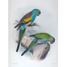 Golden-shouldered Parrot (*Psephotellus chrysopterygus*) – Original lithograph by Henrik Grønvold, Mathews (1910–27)