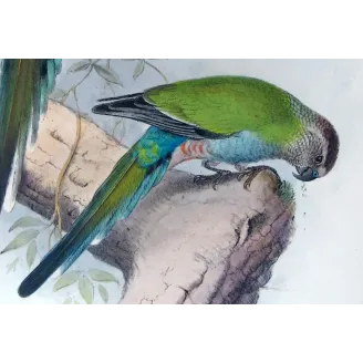 Golden-shouldered Parrot by Henrik Grønvold – Birds of Australia Print