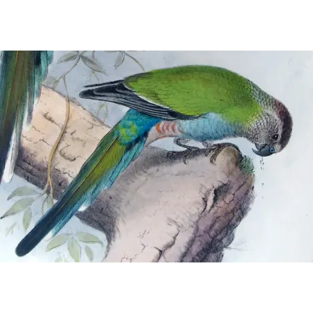 Golden-shouldered Parrot by Henrik Grønvold – Birds of Australia Print