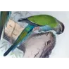 Golden-shouldered Parrot (*Psephotellus chrysopterygus*) – Original lithograph by Henrik Grønvold, Mathews (1910–27)