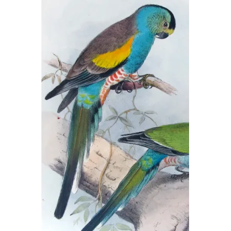 Golden-shouldered Parrot by Henrik Grønvold – Birds of Australia Print