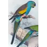 Golden-shouldered Parrot (*Psephotellus chrysopterygus*) – Original lithograph by Henrik Grønvold, Mathews (1910–27)
