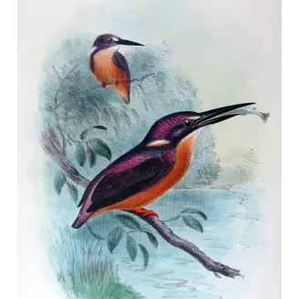 Western Purple Kingfisher by Roland Green – Birds of Australia Print