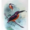 Western Purple Kingfisher (*Alcyone alisteri*) – Original lithograph by Roland Green, Mathews (1910–27)