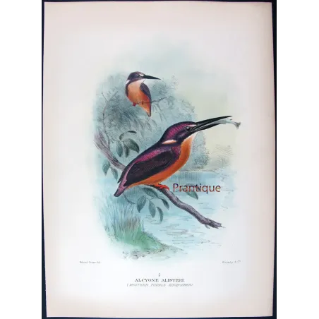 Western Purple Kingfisher by Roland Green – Birds of Australia Print