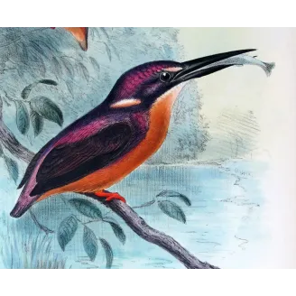 Western Purple Kingfisher by Roland Green – Birds of Australia Print