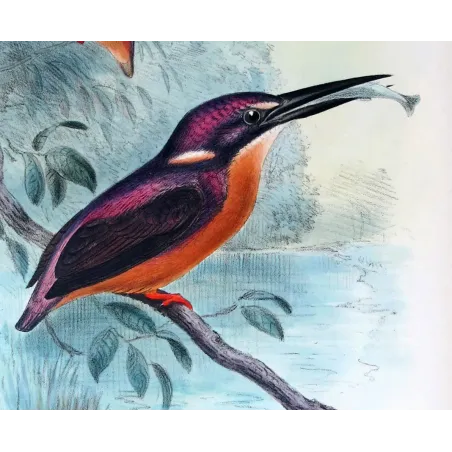 Western Purple Kingfisher by Roland Green – Birds of Australia Print