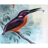 Western Purple Kingfisher (*Alcyone alisteri*) – Original lithograph by Roland Green, Mathews (1910–27)
