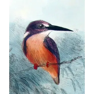 Western Purple Kingfisher by Roland Green – Birds of Australia Print