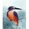 Western Purple Kingfisher (*Alcyone alisteri*) – Original lithograph by Roland Green, Mathews (1910–27)