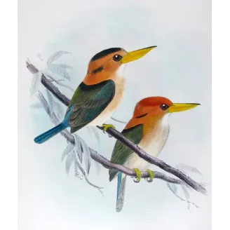 Yellow-billed Kingfisher by Roland Green – Birds of Australia Print
