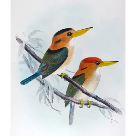 Yellow-billed Kingfisher by Roland Green – Birds of Australia Print