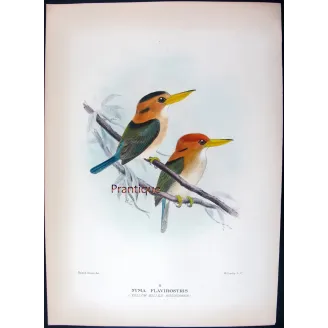 Yellow-billed Kingfisher by Roland Green – Birds of Australia Print