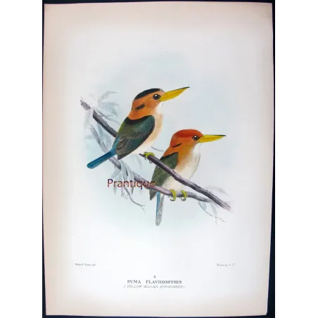 Yellow-billed Kingfisher by Roland Green – Birds of Australia Print