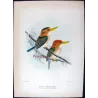 Yellow-billed Kingfisher (*Syma flavirostris*) – Original lithograph by Roland Green, Mathews (1910–27)